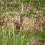 Großer Brachvogel olaf.rambow@googlemail.com, NABU Bilddatenbank